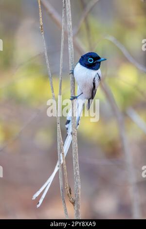 Madagaskar-Paradies-Fliegenfänger, Terpsiphone Mutata, Kirindy-Wald Madagaskar Stockfoto