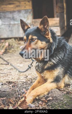 Nahaufnahme deutscher Schäferhund Pose Konzeptfoto Stockfoto