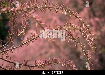 Nahaufnahme eines Konzeptfotos mit rosafarbenen pastellfarbenen französischen Tamarisk-Zweigen Stockfoto