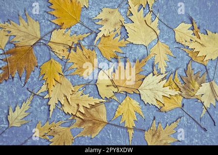 Nahaufnahme getrockneter gelber Herbstblätter Konzeptfoto Stockfoto