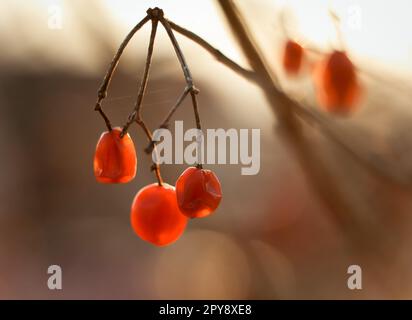 Nahaufnahme von verwelkten Rowan-Beeren im Herbst auf einem Konzeptfoto mit getrocknetem Zweig Stockfoto