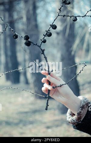 Nahaufnahme weibliche Hand, die einen getrockneten Ast hält, mit schwarzen Koniferenzapfen Konzeptfoto Stockfoto