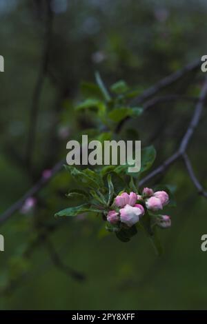 Nahaufnahme des Konzeptfotos mit pinkfarbenen Kirschbaumknospen Stockfoto