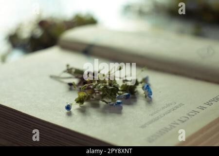 Nahaufnahme der Wildblumen, die sich zwischen den Buchseiten einhäufen Konzeptfoto Stockfoto