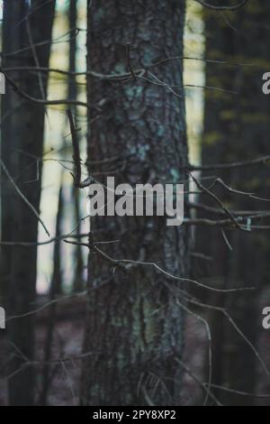 Nahaufnahme des Baumes mit Flechten und herausragenden getrockneten Ästen Konzeptfoto Stockfoto