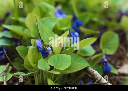 Nahaufnahme der blauen violetten Blumen im Freien mit Marienkäfer auf Blattfoto Stockfoto