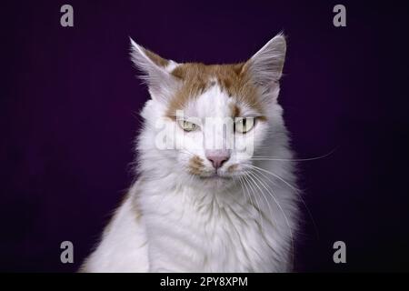 Komische Tabby-Katze, die vor dunklem Hintergrund in der Kamera launisch aussieht. Stockfoto