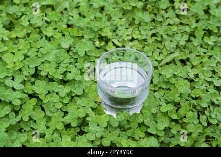 Ein Glas Wasser in grünen Klee im Freien Stockfoto