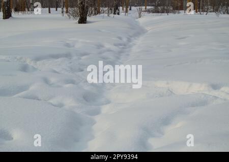 Schneeverwehungen und Schnee Titel im Winter Wald, Park Stockfoto