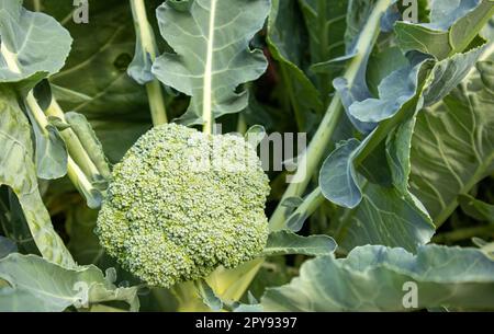 Die organische junge Brokkoli-Pflanze im Garten. Frischer Kohl mit Blättern. Nahaufnahme und Draufsicht Stockfoto