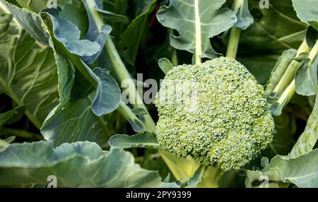 Die organische junge Brokkoli-Pflanze im Garten. Frischer Kohl mit Blättern. Nahaufnahme und Draufsicht Stockfoto