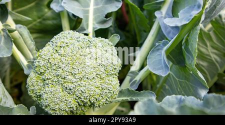 Die organische junge Brokkoli-Pflanze im Garten. Frischer Kohl mit Blättern. Nahaufnahme und Draufsicht Stockfoto