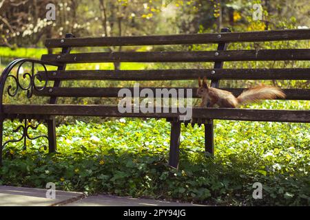 Nahaufnahme Eichhörnchen auf Parkbank Konzeptfoto Stockfoto