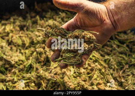 Bauernarbeiter zeigt Marijuana-Knospen. Organischer Cannabis Sativa Stoff Stockfoto