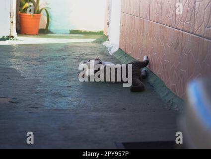 Eine weiße und graue Tabby-Katze liegt in der Sonne auf einem Gehweg in der Nähe einer Topfpflanze Stockfoto