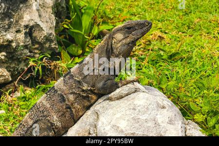 Iguana auf dem Felsen Ruinen von Tulum Maya-Tempel Pyramiden Mexiko. Stockfoto