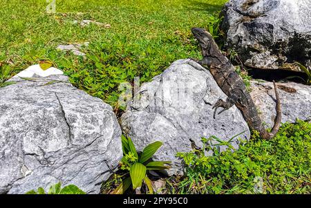 Iguana auf dem Felsen Ruinen von Tulum Maya-Tempel Pyramiden Mexiko. Stockfoto