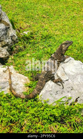 Iguana auf dem Felsen Ruinen von Tulum Maya-Tempel Pyramiden Mexiko. Stockfoto