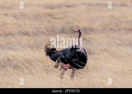 Wilder Strauß im Serengeti-Nationalpark Stockfoto