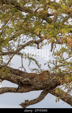 Wilder Leopard im Serengeti-Nationalpark Stockfoto