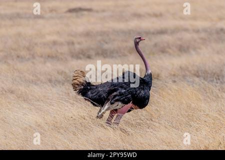 Wilder Strauß im Serengeti-Nationalpark Stockfoto