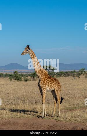 Wilde Giraffen im Serengeti-Nationalpark im Herzen Afrikas Stockfoto