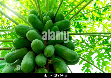 Organische grüne Papaya und Blätter auf dem Baum. Papaya-Früchte auf Bäumen im Garten. Die Papayaplantage im landwirtschaftlichen Betrieb. Zur Herstellung von Som Tam werden unreife grüne Früchte verwendet. Anbau und Pflege von Papaya-Obstbäumen. Stockfoto