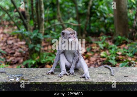 Porträt eines Affen im SaPortrait eines Affen im Affenwald Sangeh in Bali nahe dem Dorf Ubud. Indonesien, horizontal Stockfoto