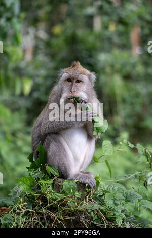 Porträt eines Affen, der im Affenwald Sangeh in Bali in der Nähe des Dorfes Ubud isst. Indonesien, vertikal Stockfoto