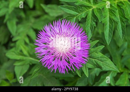 Rhaponticum carthamoides. Leuzea carthamoides. Maralwurzel. Staudenpflanze aus der Familie Asteraceae. Heilpflanze und Blumen Stockfoto