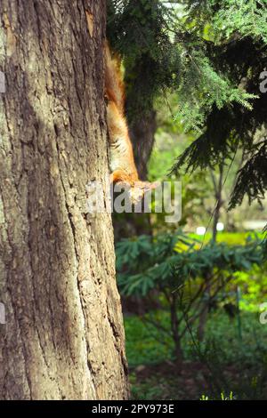 Nahaufnahme eines wilden Eichhörnchens, das den Baumstamm hinuntergeht Konzeptfoto Stockfoto