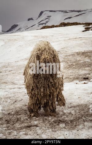 Nahaufnahme von heimischem Shaggy Dog auf dem verschneiten Mountain Slope Concept Photo Stockfoto