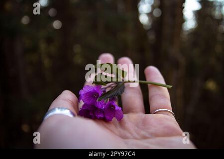 Nahaufnahme der violetten Ruellienblüten auf weiblicher Palme Konzeptfoto Stockfoto