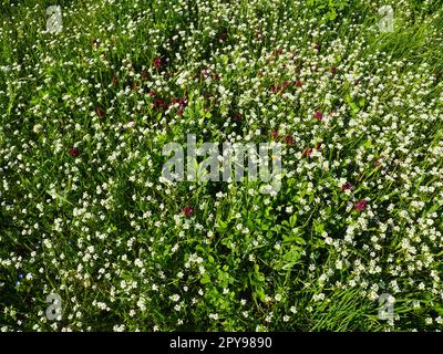 Shepherds Geldbörse auf der Wiese. Capsella bursa-pastoris. Wiese oder Feld. Rasen im Wald. Blühende Feldgräser. Blühende wilde Wiese oder Weide. Frisches grünes Gras im Frühling. Weiße Blumen Stockfoto