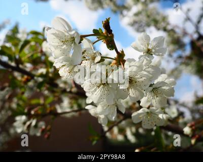 Ein Baum blüht mit weißen Blumen. Kirsche, Apfel, Pflaume oder Süßkirsche im blühenden Zustand. Zarte weiße Blütenblätter. Ein sehr schöner blühender Frühlingsgarten. Stockfoto