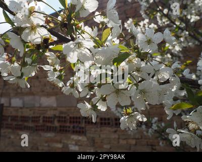 Ein Baum blüht mit weißen Blumen. Kirsche, Apfel, Pflaume oder Süßkirsche im blühenden Zustand. Zarte weiße Blütenblätter. Ein sehr schöner blühender Frühlingsgarten. Stockfoto