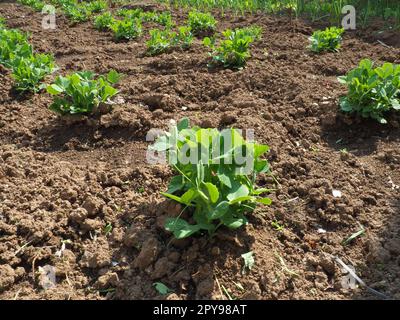 Junge Erbsenpflanzen. Vicia Fabaceae. Gemüse im Garten anbauen. Sämlinge aus essbaren Erbsen werden in düngtem, losem Boden gepflanzt. Agrarwirtschaftsthema. Frische grüne Blätter im Frühling Stockfoto