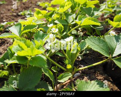 Blühender Erdbeergarten. Blühende Erdbeerpflanze. Weiße Blumen und grüne Blätter Stockfoto