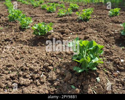 Junge Erbsenpflanzen. Vicia Fabaceae. Gemüse im Garten anbauen. Sämlinge aus essbaren Erbsen werden in düngtem, losem Boden gepflanzt. Agrarwirtschaftsthema. Frische grüne Blätter im Frühling Stockfoto