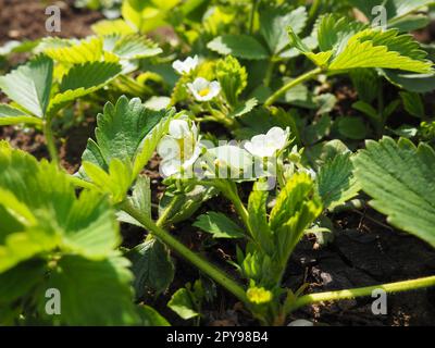 Blühender Erdbeergarten. Blühende Erdbeerpflanze. Weiße Blumen und grüne Blätter Stockfoto