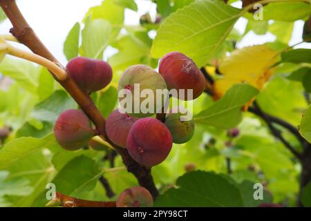 Feigenbaum Ficus carica ist eine subtropische Laubpflanze der Gattung Ficus der Familie Mulberry. Feigen auf einem Ast. Gartenpflanzen. Reife grüne rote Feige in einem Garten oder Bauernhof Stockfoto