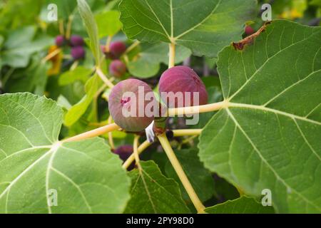 Feigenbaum Ficus carica ist eine subtropische Laubpflanze der Gattung Ficus der Familie Mulberry. Feigen auf einem Ast. Gartenpflanzen. Reife grüne rote Feige in einem Garten oder Bauernhof Stockfoto