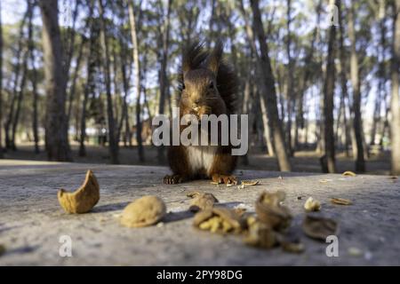 Verzehr von Nüssen Eichhörnchen Stockfoto