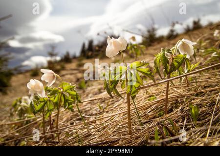 Nahaufnahme Wiese Butterblumen, die durch getrocknetes Gras wachsen Konzeptfoto Stockfoto