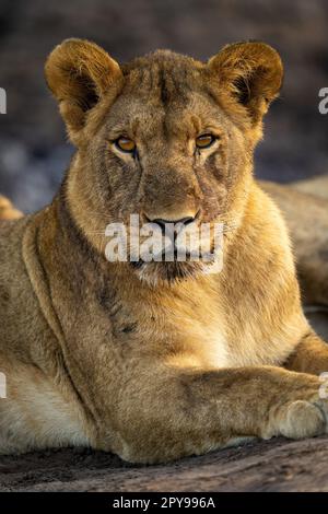 Nahaufnahme eines jungen männlichen Löwen mit Catchlights Stockfoto