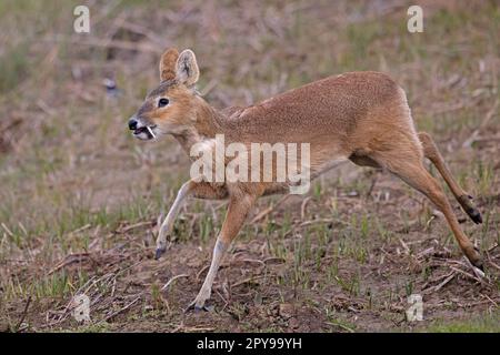 Chinesischer Wasserhirsch (Hydropotes inermis), männlich, Cley Norfolk, UK GB, April 2023 Stockfoto