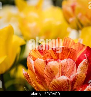 Eine dynamische Mischung aus roten und gelben Tulpen im Garten Stockfoto
