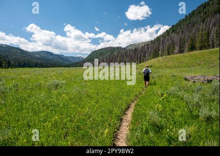 Ein Mann wandert durch Meadow in Richtung Mount Holmes in Yellowstone Stockfoto