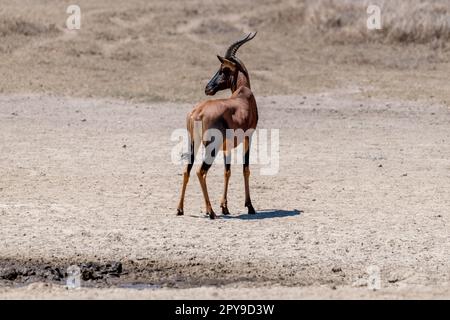 Wild Grants Gazelle im serengeti-Nationalpark Stockfoto