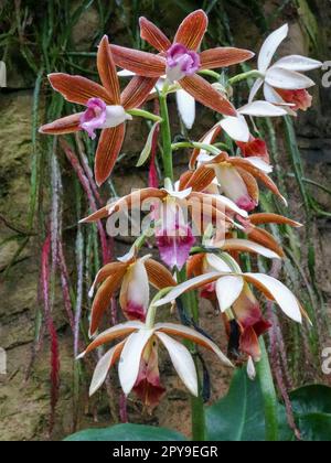 Natürliche Blume aus der Nähe von Phaius Tankervillee, große Sumpforchidee, Sumpflilie, Sumpforchidee, Nonnenhorchidee, Nonnenorchidee, verschleierte Orchidee. Stockfoto